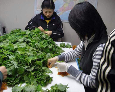 91视频完整版哪家好