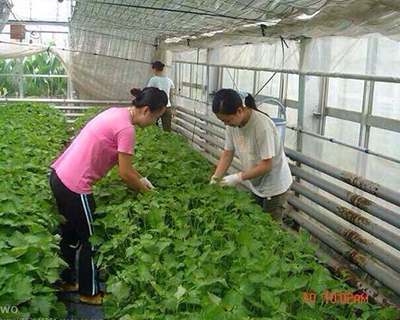 农业蔬菜大棚.jpg